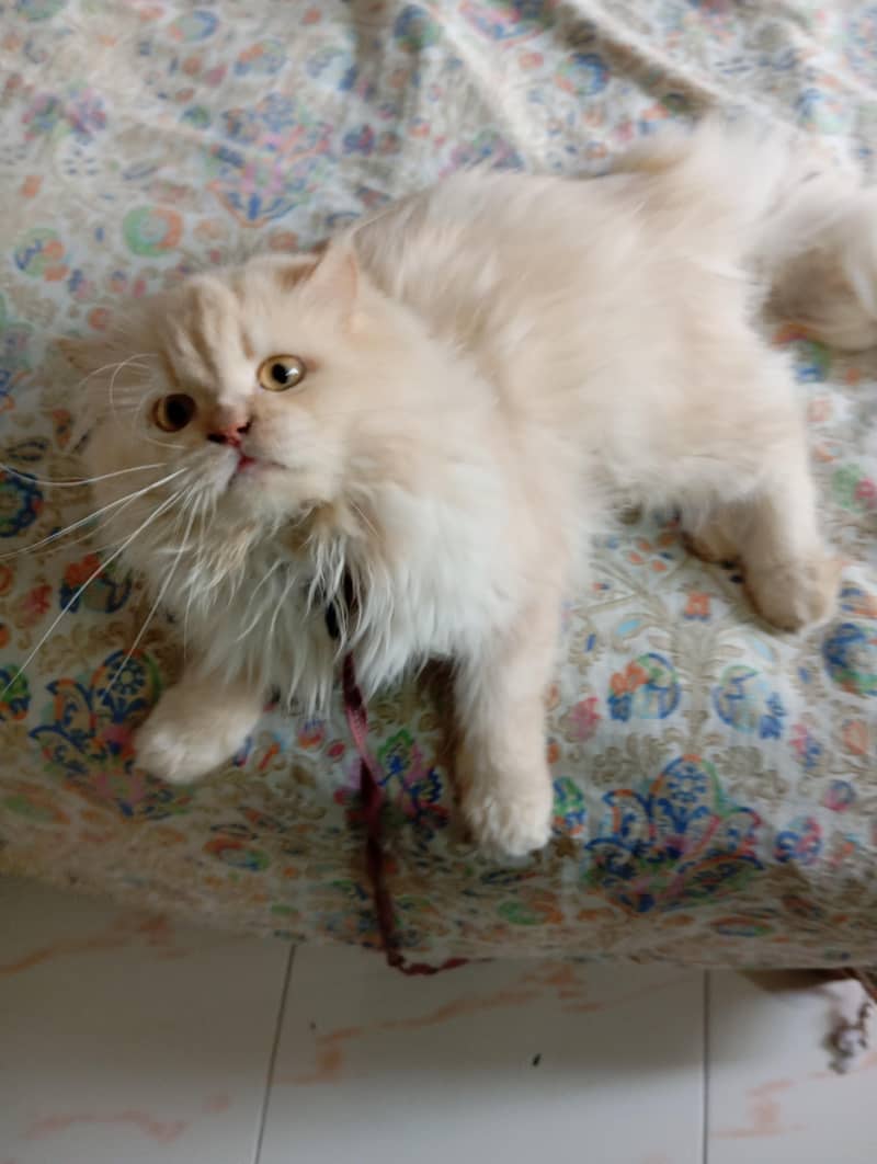 Persian cat mel 5