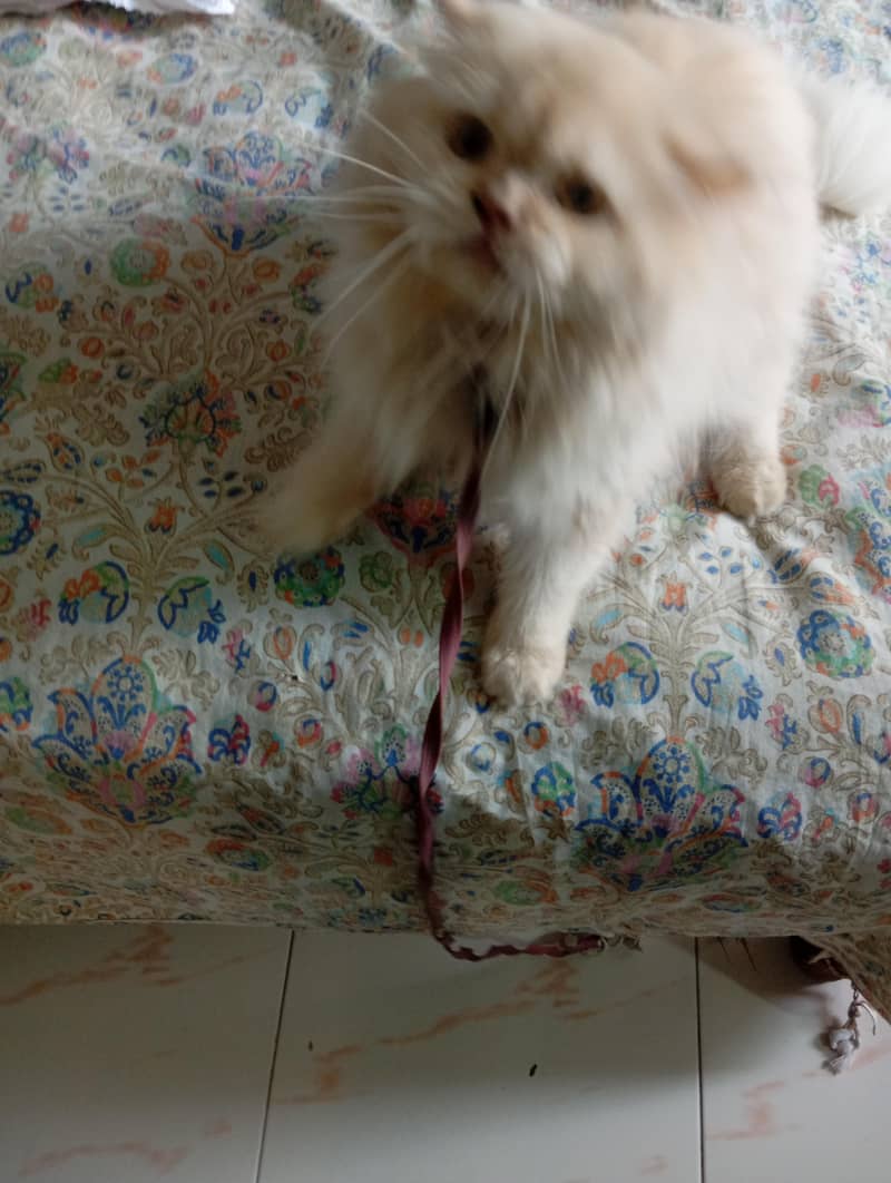 Persian cat mel 6