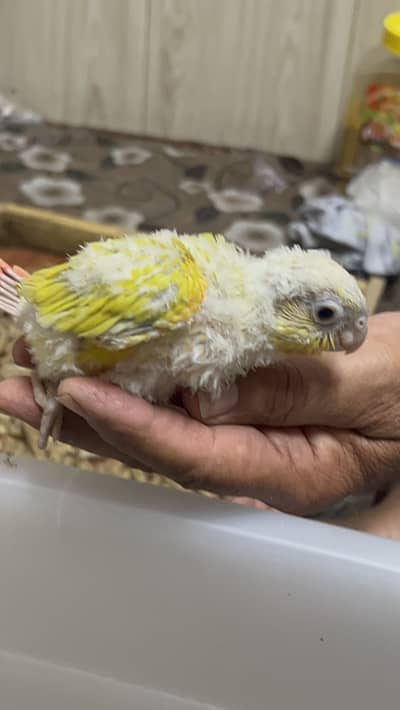 Sun cheek and yellow male