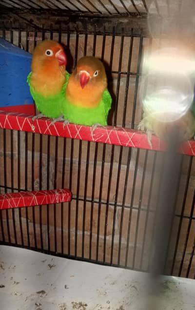 love bird fresh joda