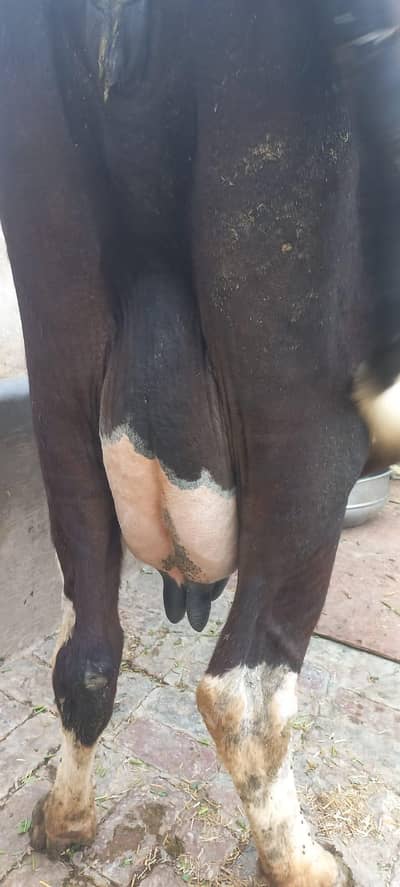 Mujay cow chaya  3  installment pay koi lay ker da sakta rabta keray