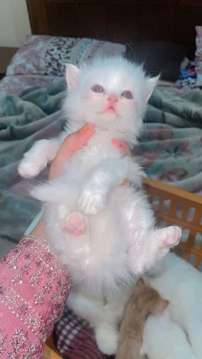 Persian kittens