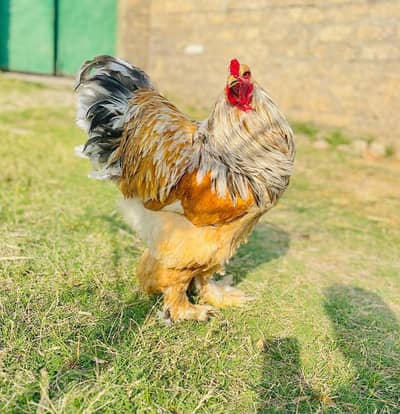 lemon Pyle brahma breeder male