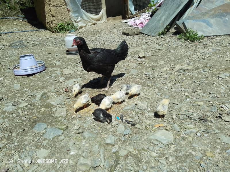 اسیل  بچوں کے ساتھ 0