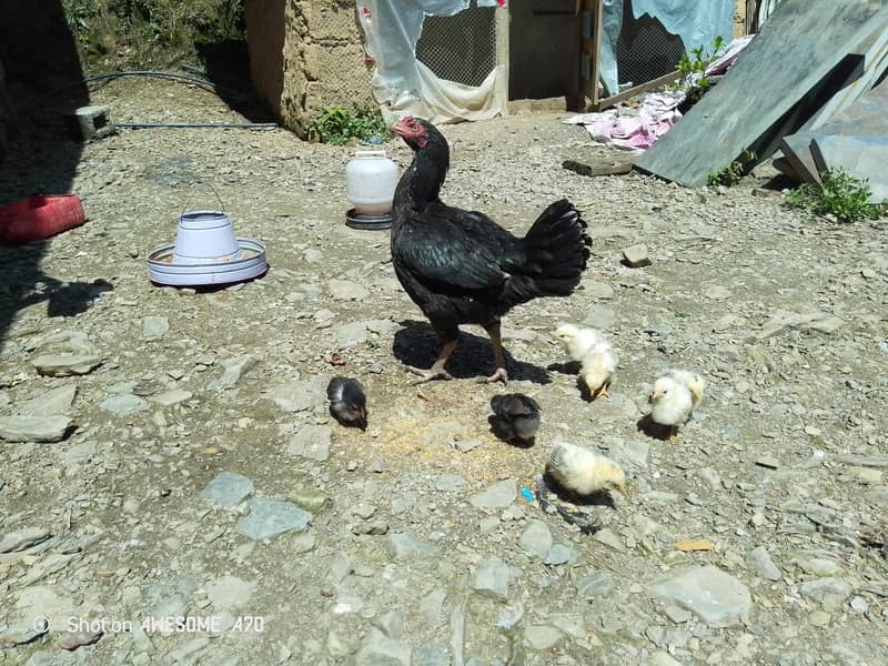 اسیل  بچوں کے ساتھ 1