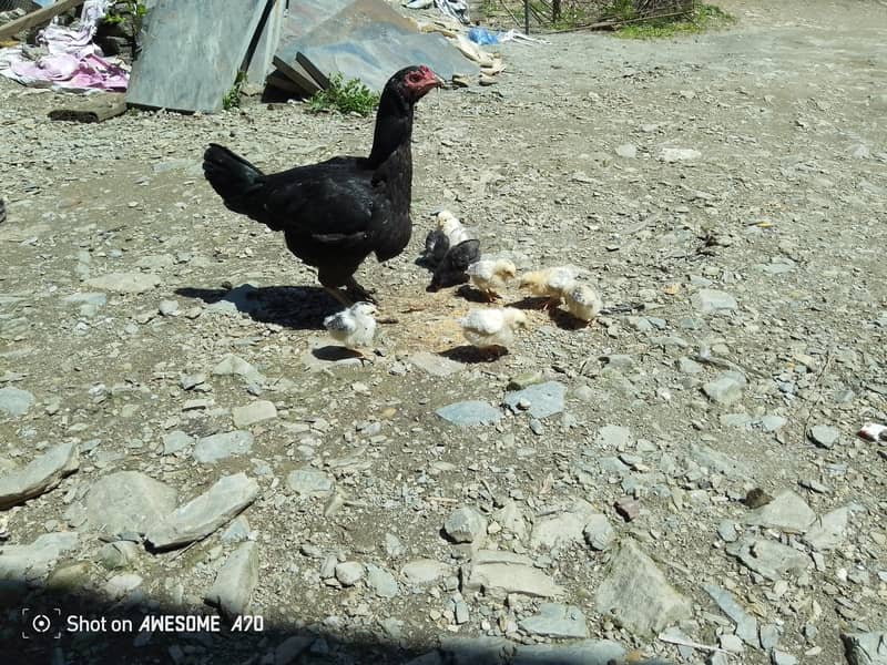 اسیل  بچوں کے ساتھ 2