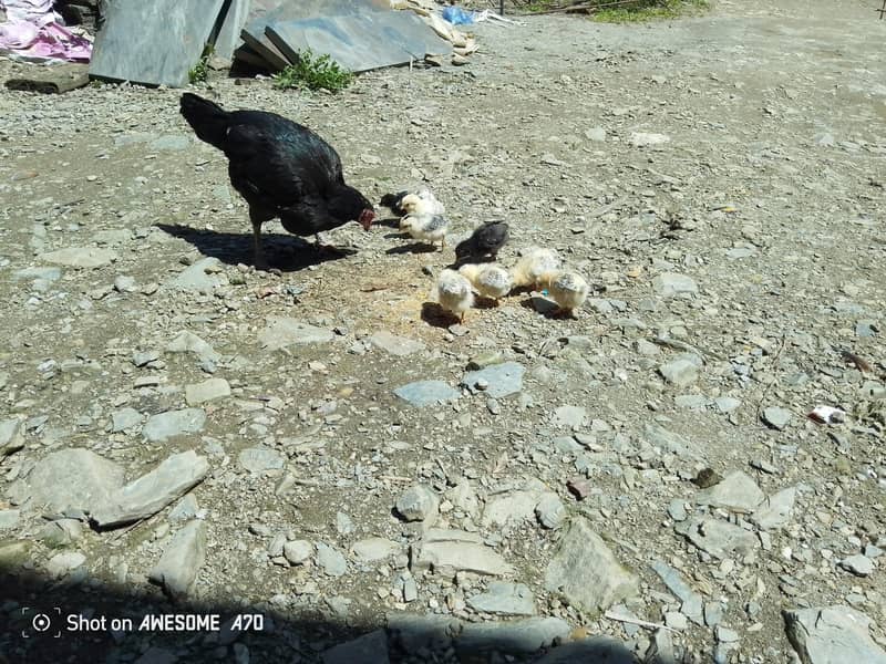 اسیل  بچوں کے ساتھ 3