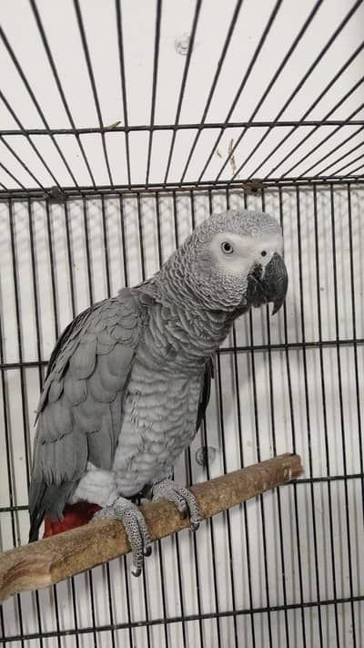 African grey parrot blue terquize black blue terquize white nails tail