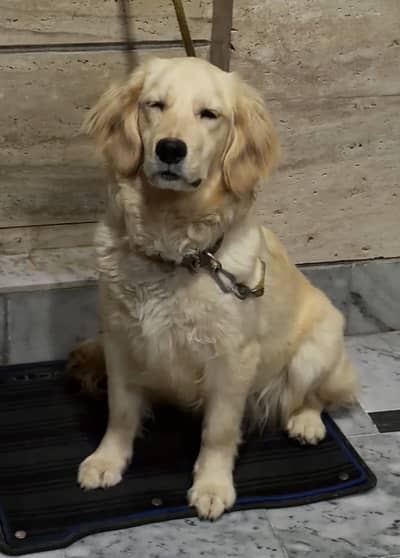 Golden Retriever pedigree with microchip