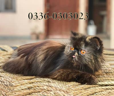 Pregnant Pure Bloodline Peke Face  Persian Female Cat