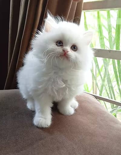 prishen kiten avilabllle for sallle