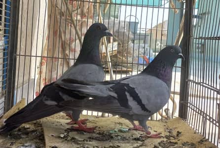 Rampuri Kabli teddy patti mix