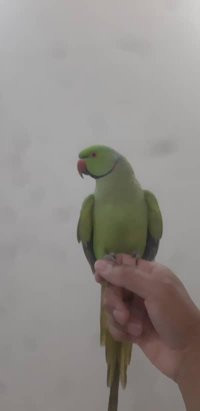 Ring Neck Male Semi hand tame