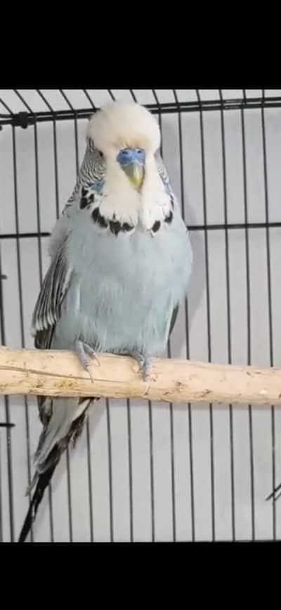 Exhibition Budgie Male Urgent sell