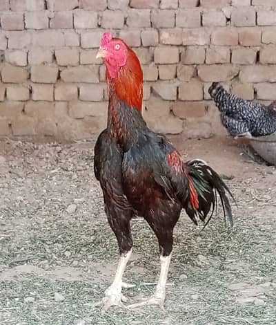 Sindhi Aseel Rooster Wtsap;03052030965