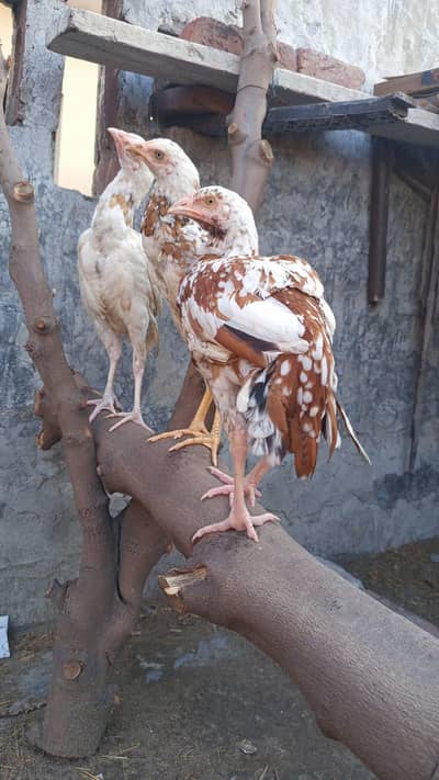 Aseel Pathay Male Chuzay Available O3354O6II28 WhatsApp Only