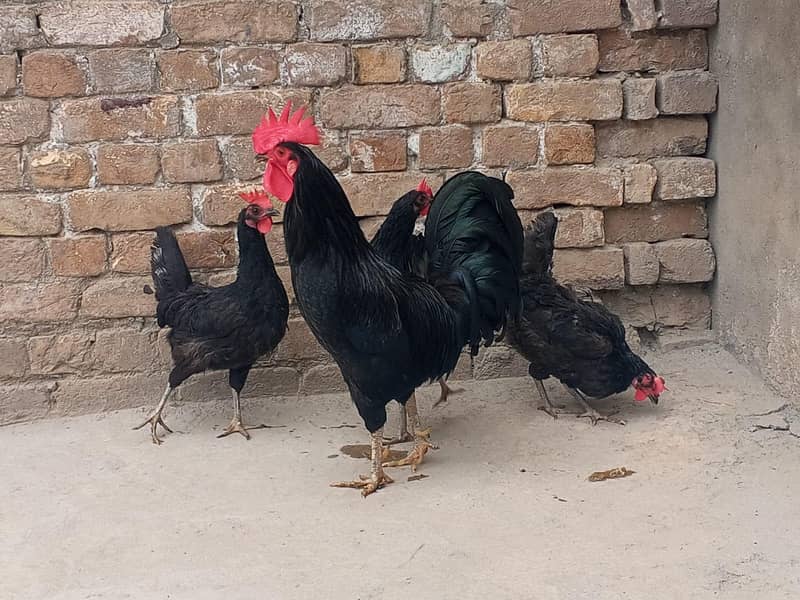 اسٹرالورپ مرغیاں فار سیل 0