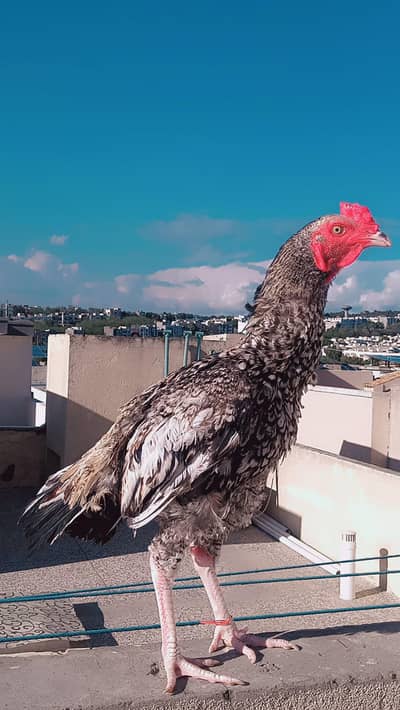 beautiful mianwali aseel bird