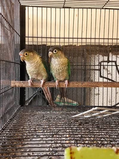 Breeding setup 10 to 12 pairs Blue terquize black feet Blue terquize