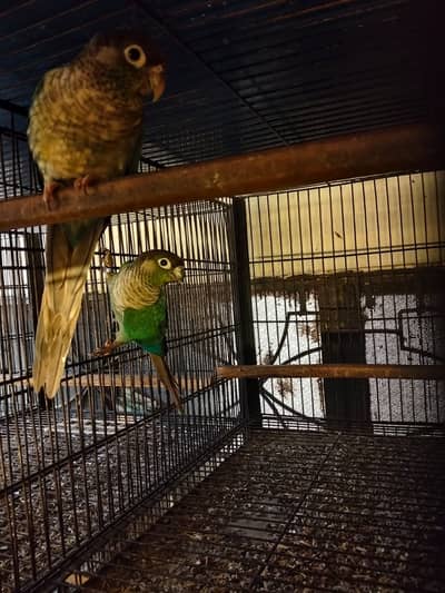 Breeding setup 10 to 12 pairs Blue terquize black feet Blue terquize