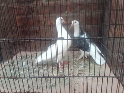  Beautiful Print Kabootar Pair – Strong & Healthy – 1400 Only