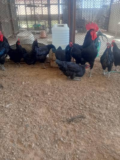 Austrolop hens
