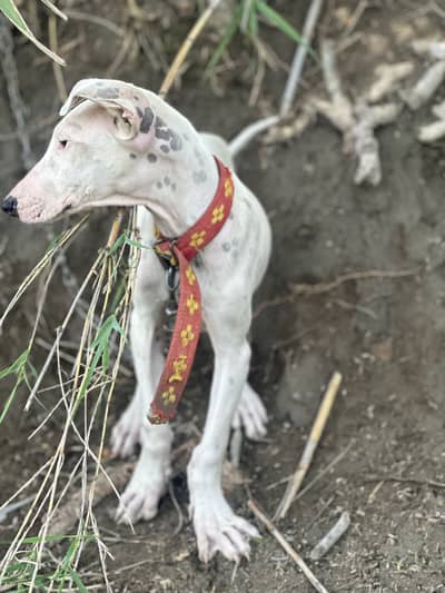 bully gultair dog urgent sale