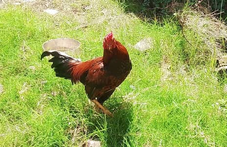I am selling my hen