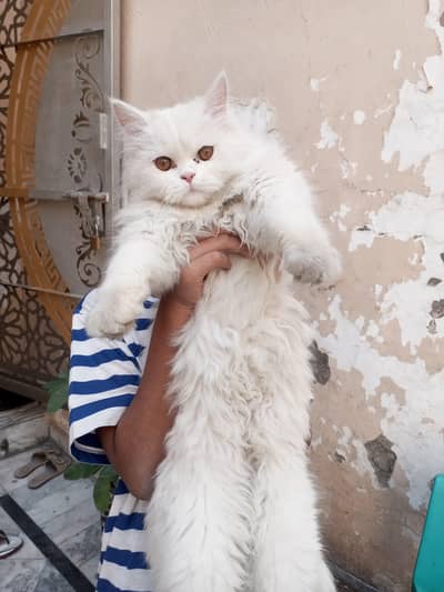 persian cat