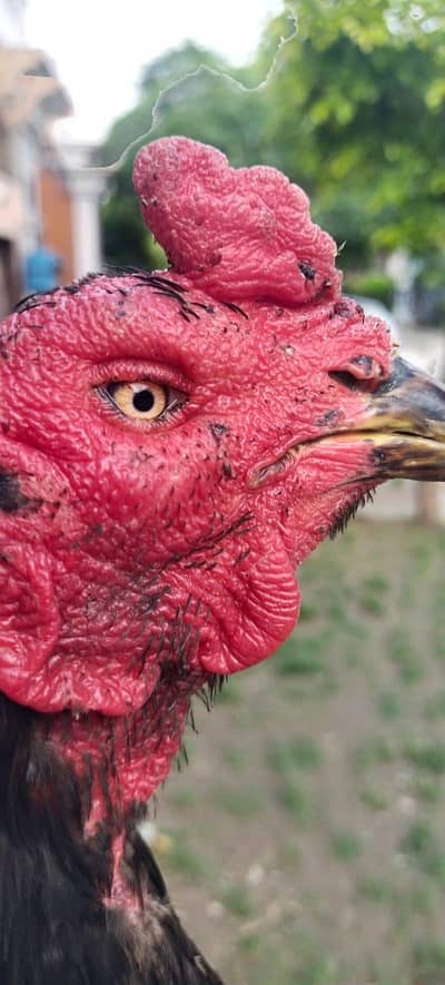 Aseel Thai  murga or burmi hen