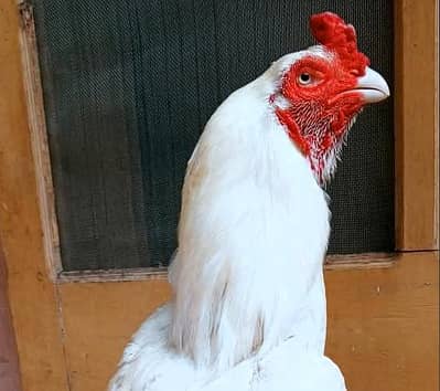 White Aseel Heera Murga For Sale