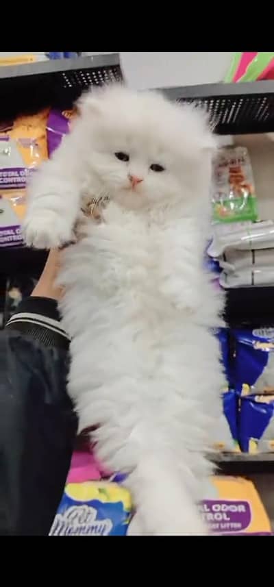 Quality Persian Punch face cat & kitten is 03233614642 WhatsApp