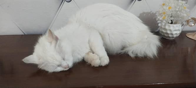 Female doll face cat