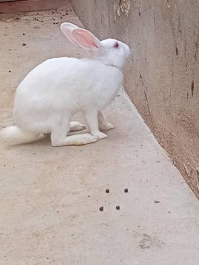 rabbit for sell