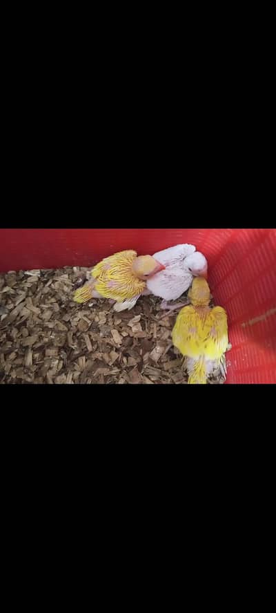 YELLOW/WHITE RINGNECK CHICKS AVAILABLE FOR SALE