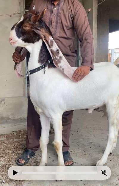 BAKRA BALDE KASSI READ DISCRIPTION FISRT