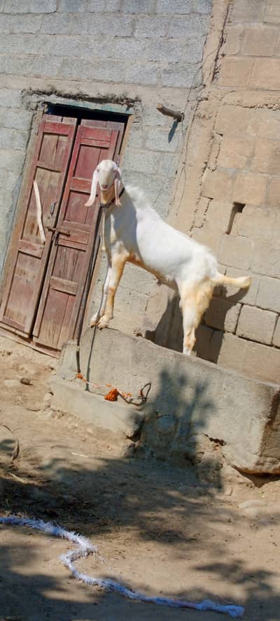 Pure Rajanpuri Breeder for sale