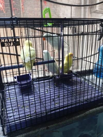 2 LoveBird pairs with cage