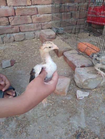 Aseel chicks available age 1.5 months 1000 per