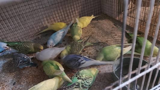 australian parrot pahtay for sell  03330203898