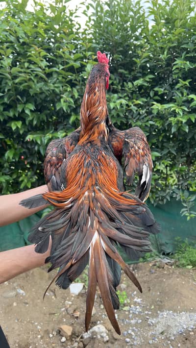 Shandaar Aseel Murga - Active aur Healthy - Pure Breed