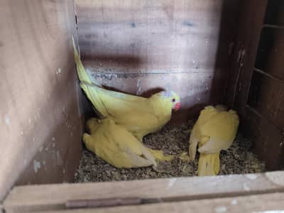 Yellow Chicks Near To Self 0320-4592532
