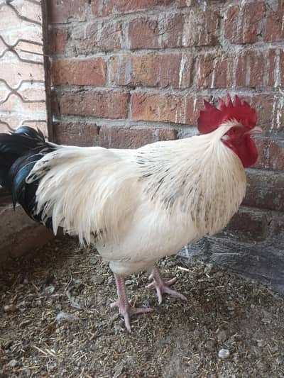 Pure Sussex Rooster for Sale | Home Raised & Healthy