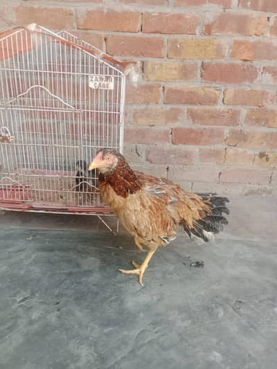 Aseel hen with chicks