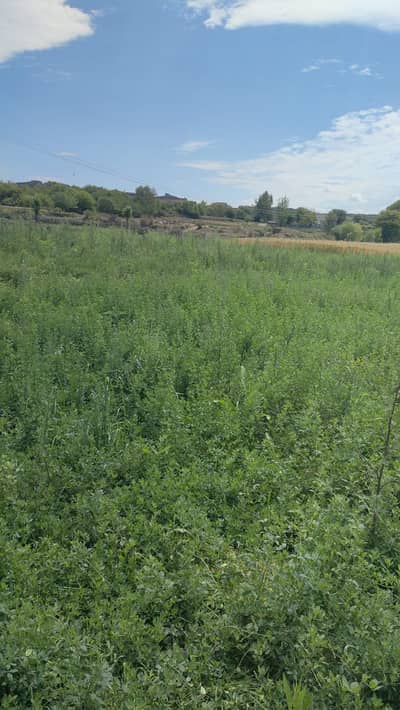 Alfa Alfa (loosen) for sale