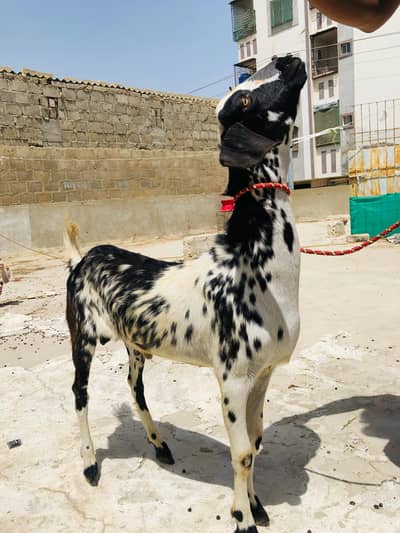 makka china khassi munda bakra 2026 qurbani