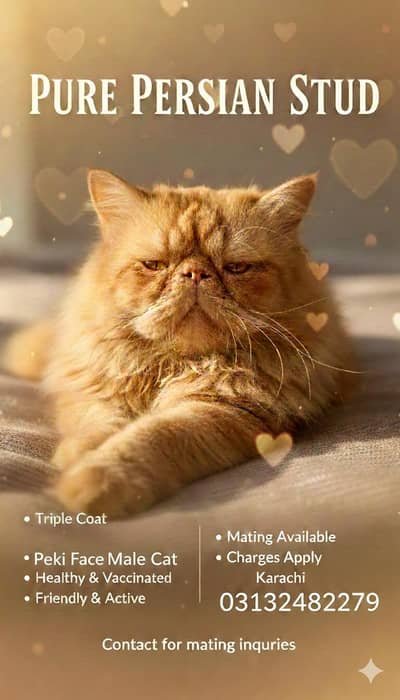 Persian Male Cat Available For Matting