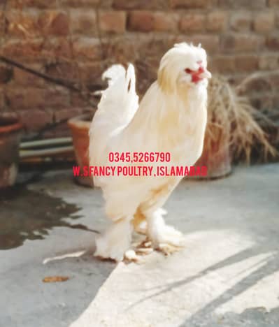 eggs chicks Mottled Porcelain Bantam Silki sultan polish