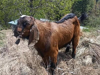 بکرا برائے فروحت