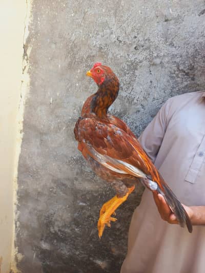 Beautiful peela patha for sale